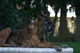 DOGUE ALLEMAND 900